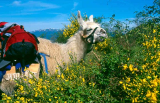 ferme-des-lamas-ariege