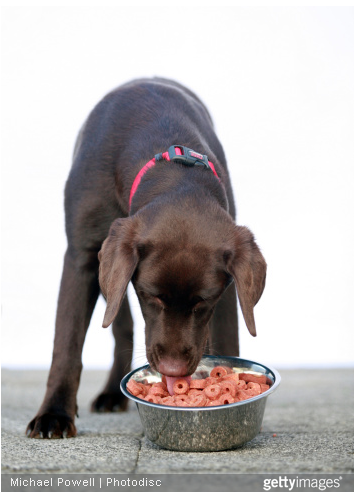 Apprenez à l'enfant à ne pas embêter le chien lorsqu'il dort ou qu'il mange ses croquettes.