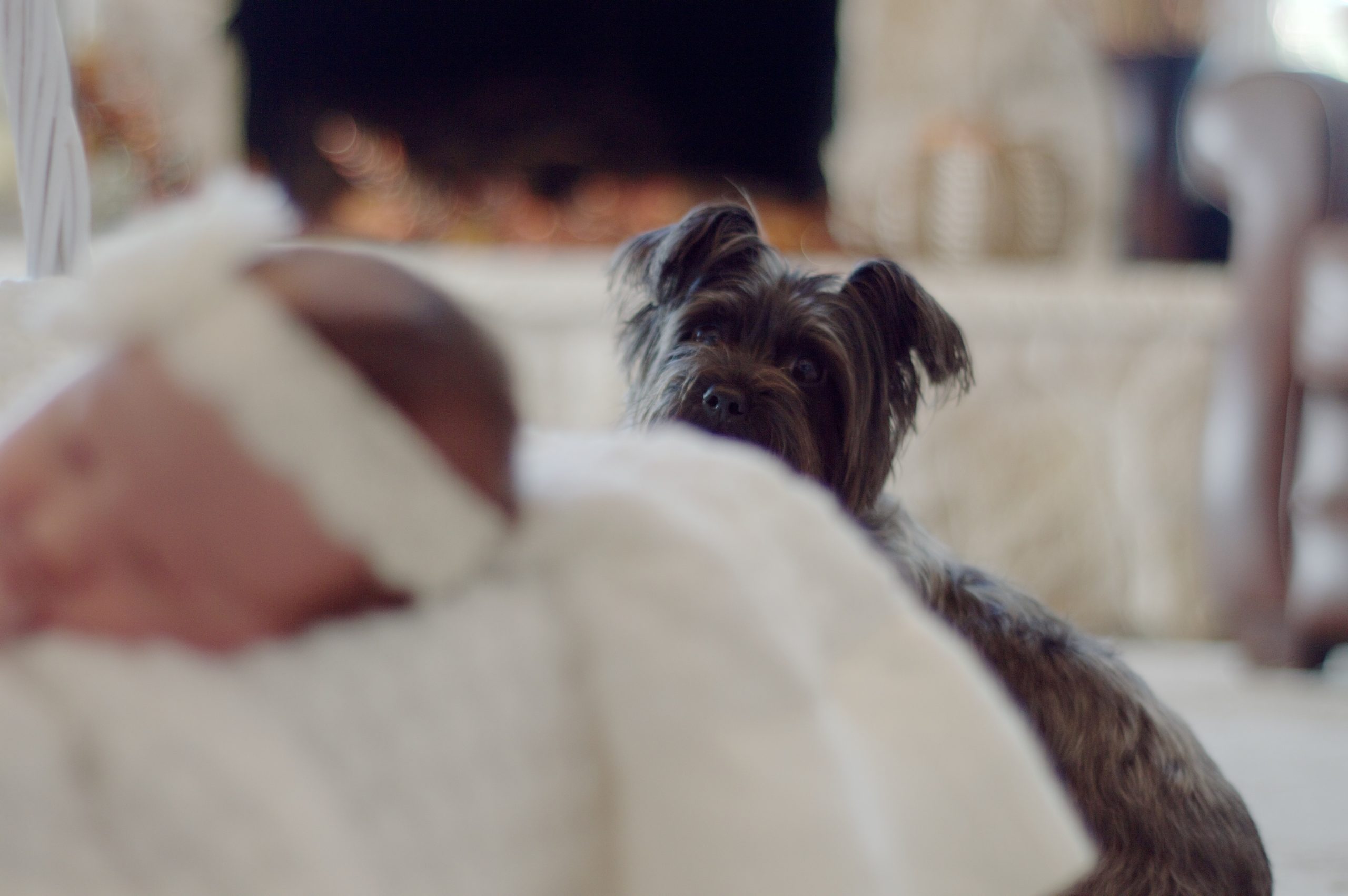 Quelles races de chien protègent les bébés ?