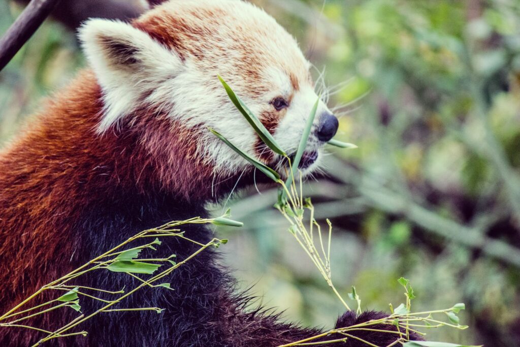 parc animalier
